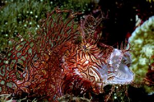 This Rhinopias was taken in Milne Bay, PNG with a Nikonos... by Erin Quigley 